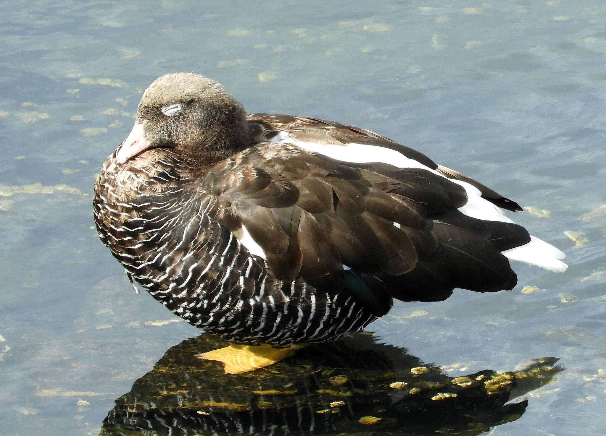 Image of Kelp Goose