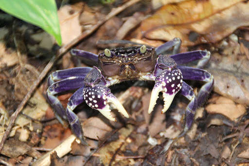 Image of Sesarmops atrorubens (Hess 1865)