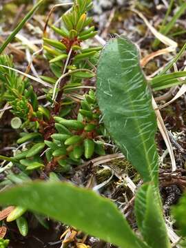 Image of alpine hawkweed