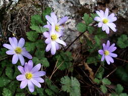 Image of Balkan Anemone