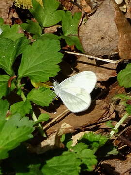 Image of Leptidea juvernica Williams 1946