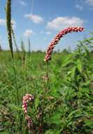 Image of Dock-Leaf Smartweed