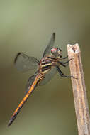 Image of Gray-waisted Skimmer