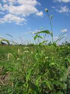 Image of Dock-Leaf Smartweed