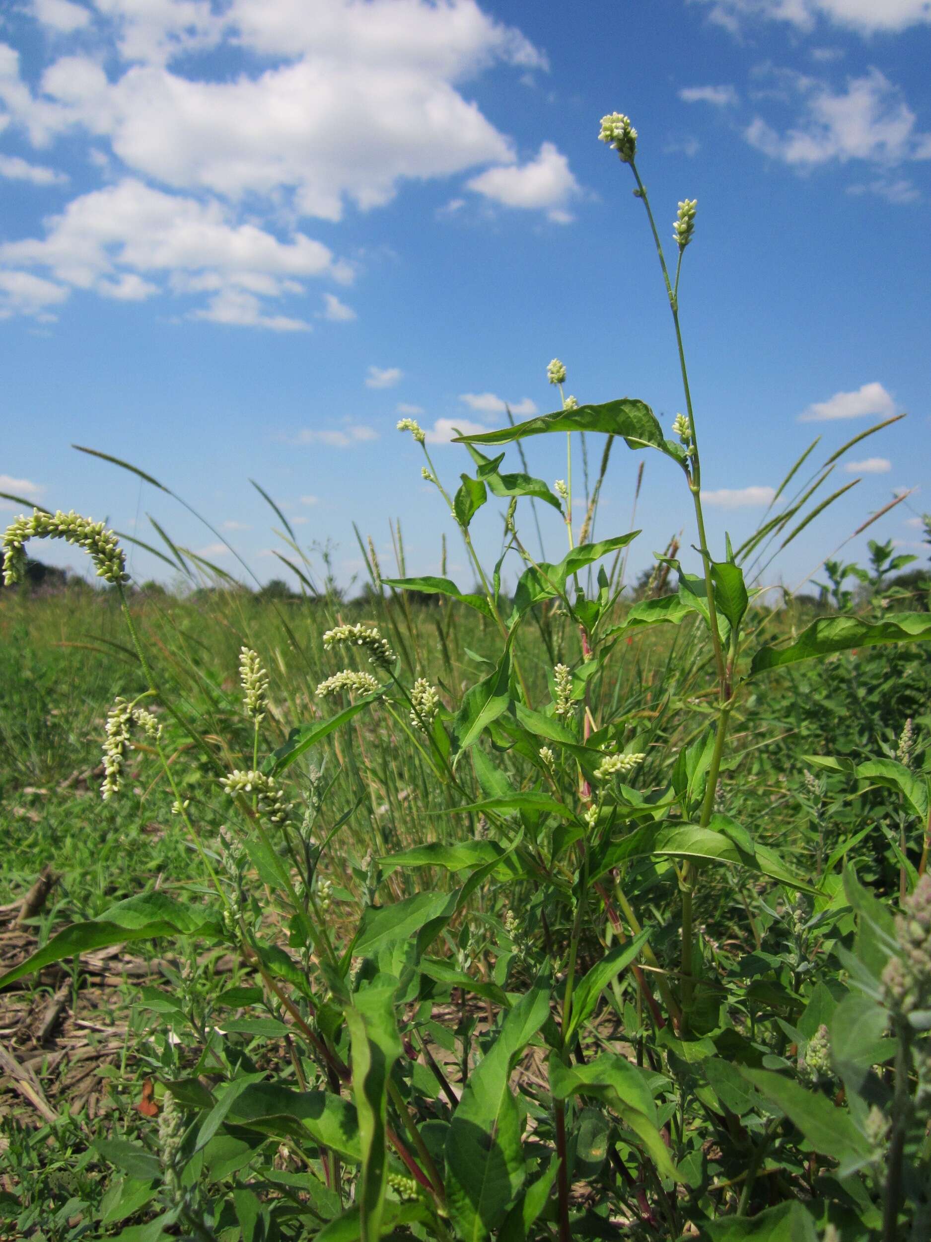 Image of Dock-Leaf Smartweed