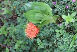 Image of Paintbrush lily