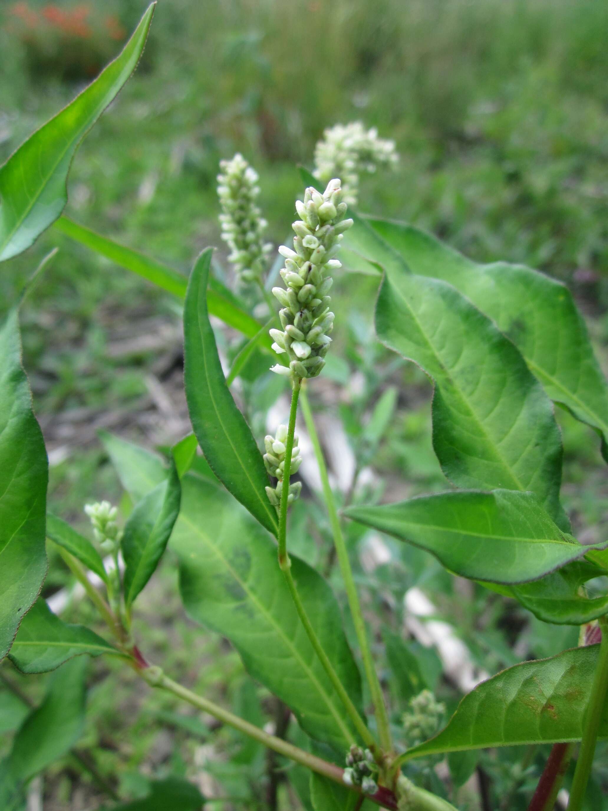 Image of Dock-Leaf Smartweed