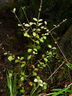 Image of Lophomyrtus ralphii (Hook. fil.) Burret