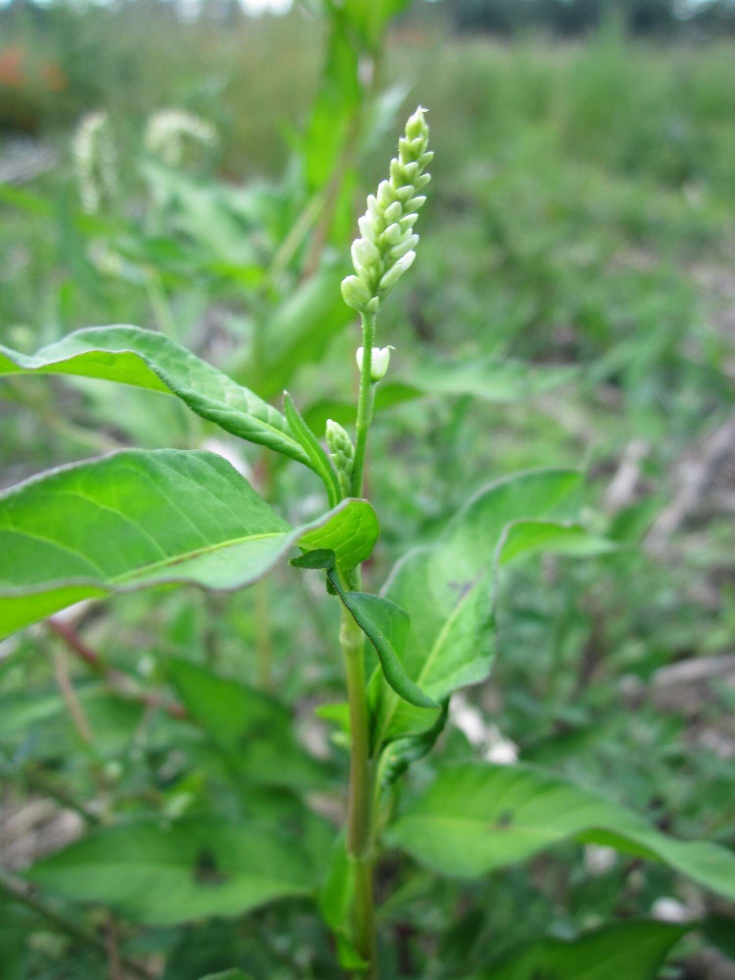 Image of Dock-Leaf Smartweed