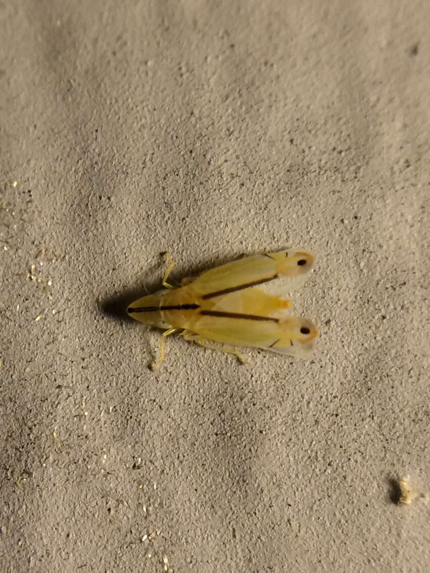 Image of Two-spotted leafhopper