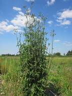 Plancia ëd Sonchus asper (L.) Hill