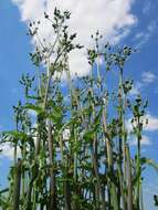 Plancia ëd Sonchus asper (L.) Hill