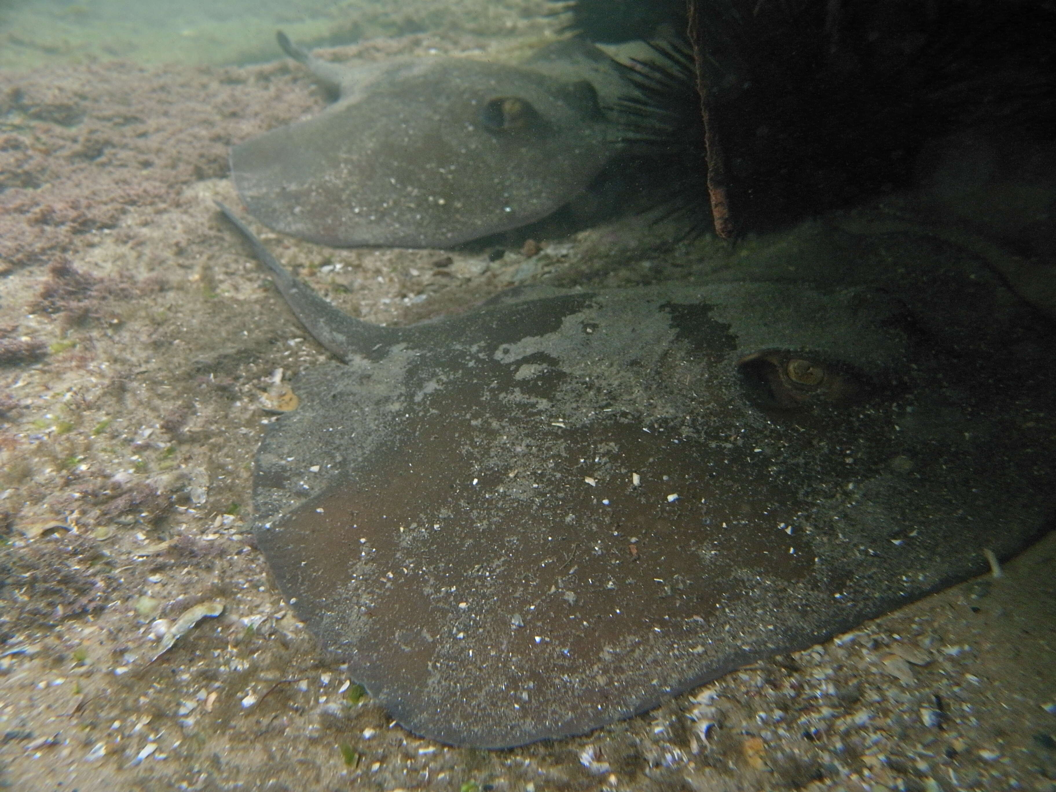 Image of Common Stingaree