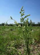 Plancia ëd Fallopia convolvulus (L.) A. Löve