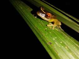 Image of Pristimantis aureolineatus (Guayasamin, Ron, Cisneros-Heredia, Lamar & McCracken 2006)