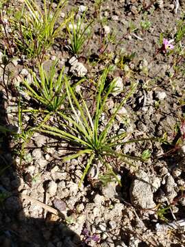 Image of Orcutt's Quillwort