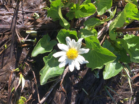 Image de Caltha leptosepala DC.