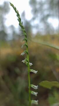 Spiranthes eatonii Ames ex P. M. Br. resmi