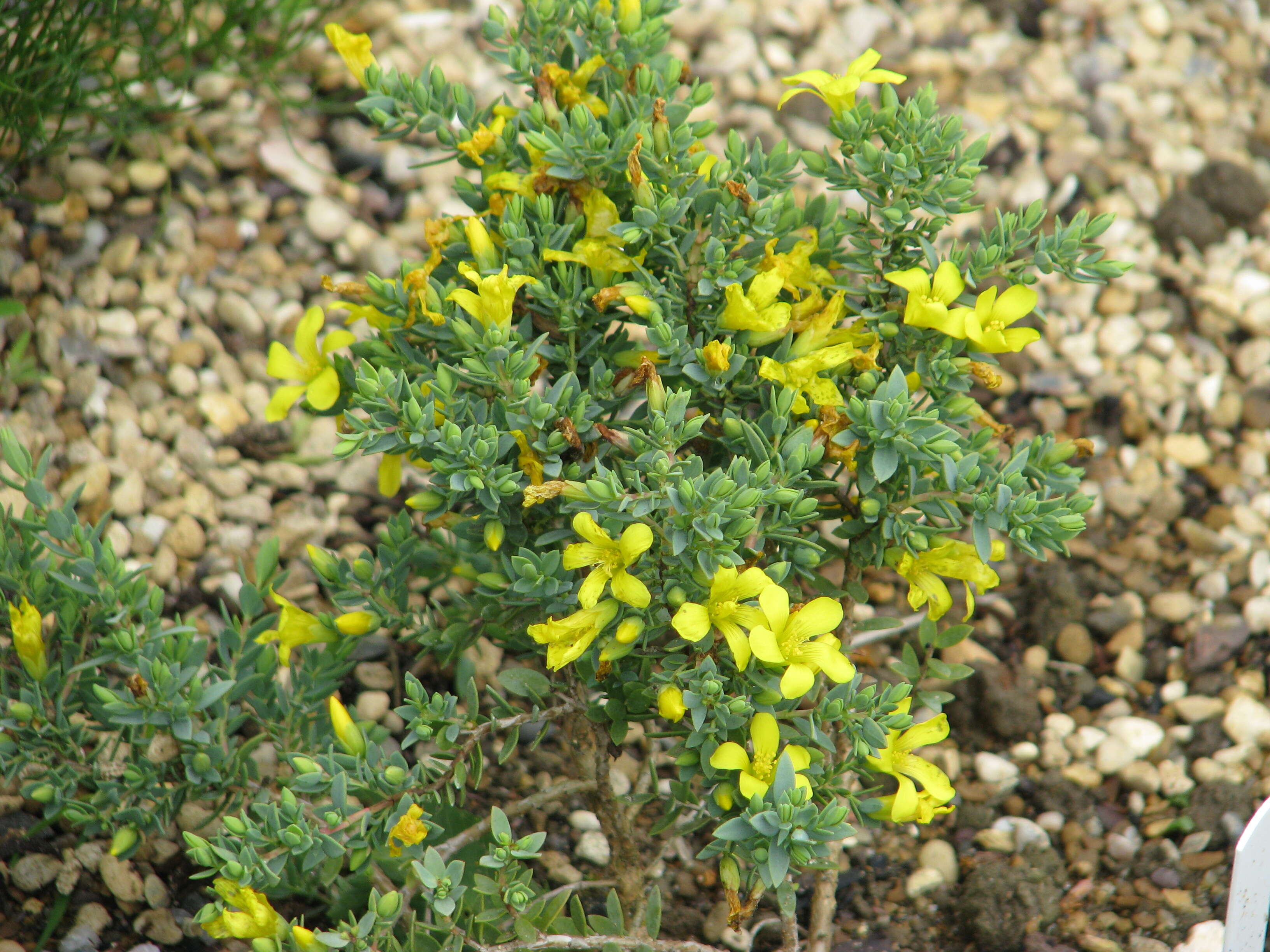 صورة <i>Hypericum aegypticum</i> L. (1753)