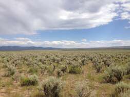 Imagem de Artemisia tridentata (Nutt.) W. A. Weber