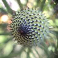 Image of Isopogon anethifolius (Salisb.) Knight