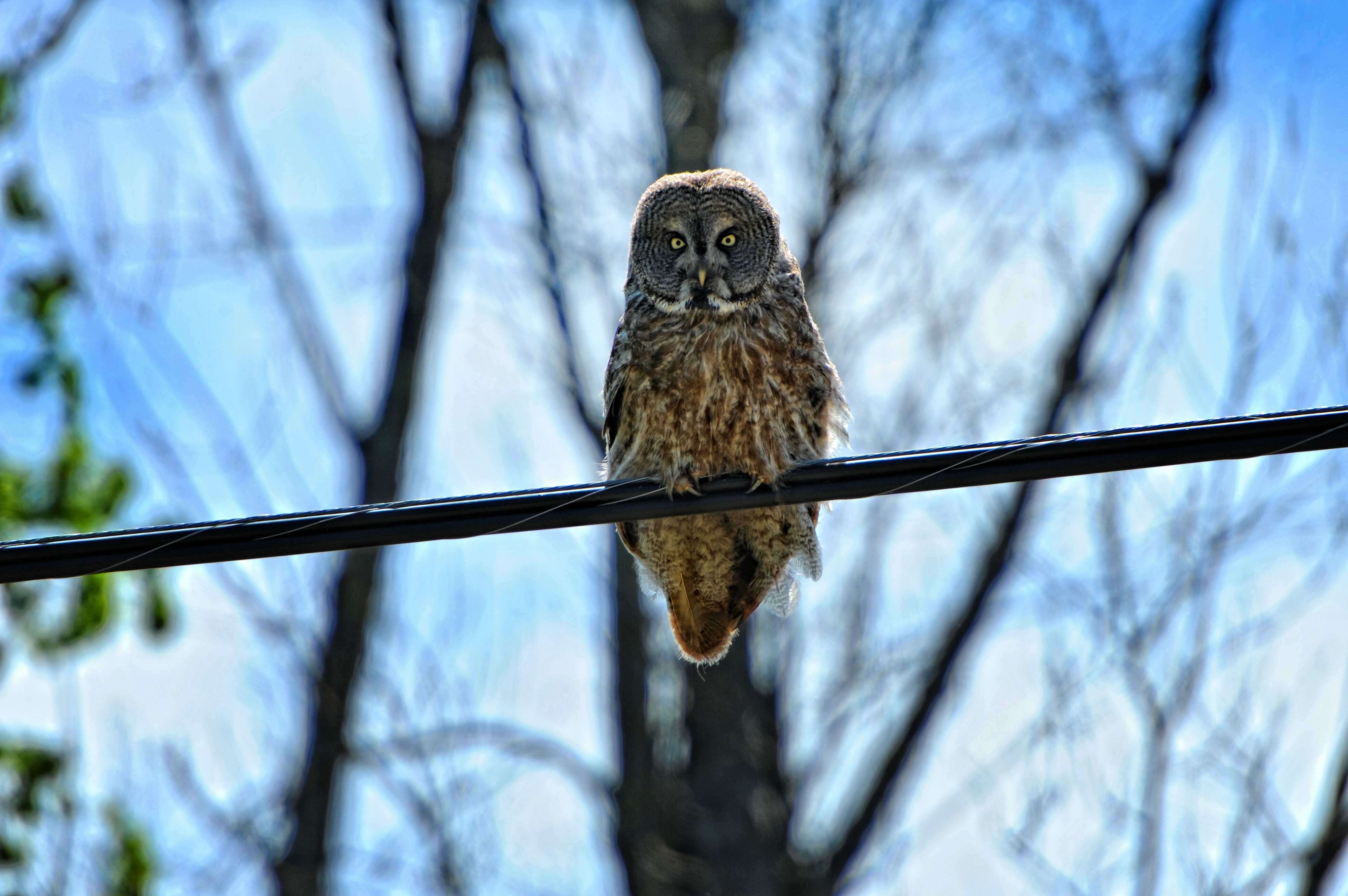 Image of Great Gray Owl