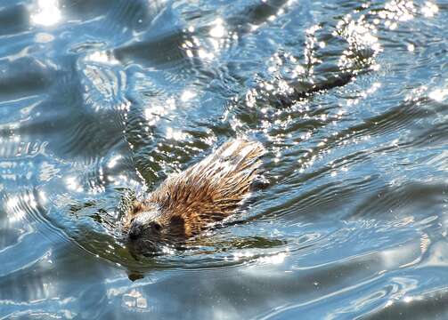 Image of muskrat