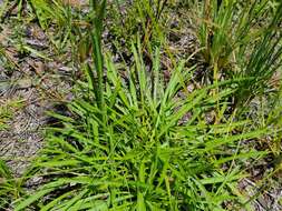 Image of Prickly Grass-Leaf-Aster