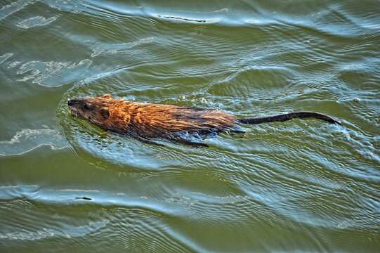 Image of muskrat