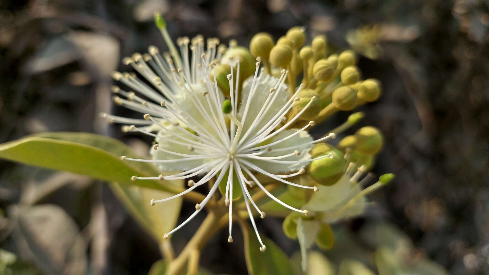 Image de Capparis grandis L. fil.