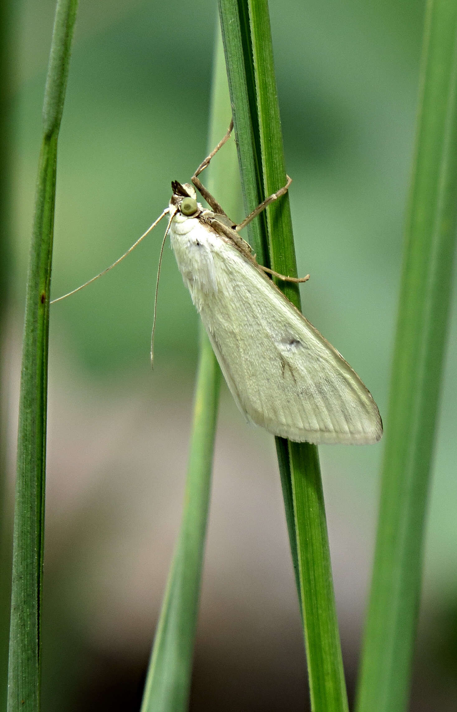 صورة Sitochroa palealis Schiffermüller