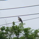 Image of Chinese Sparrowhawk