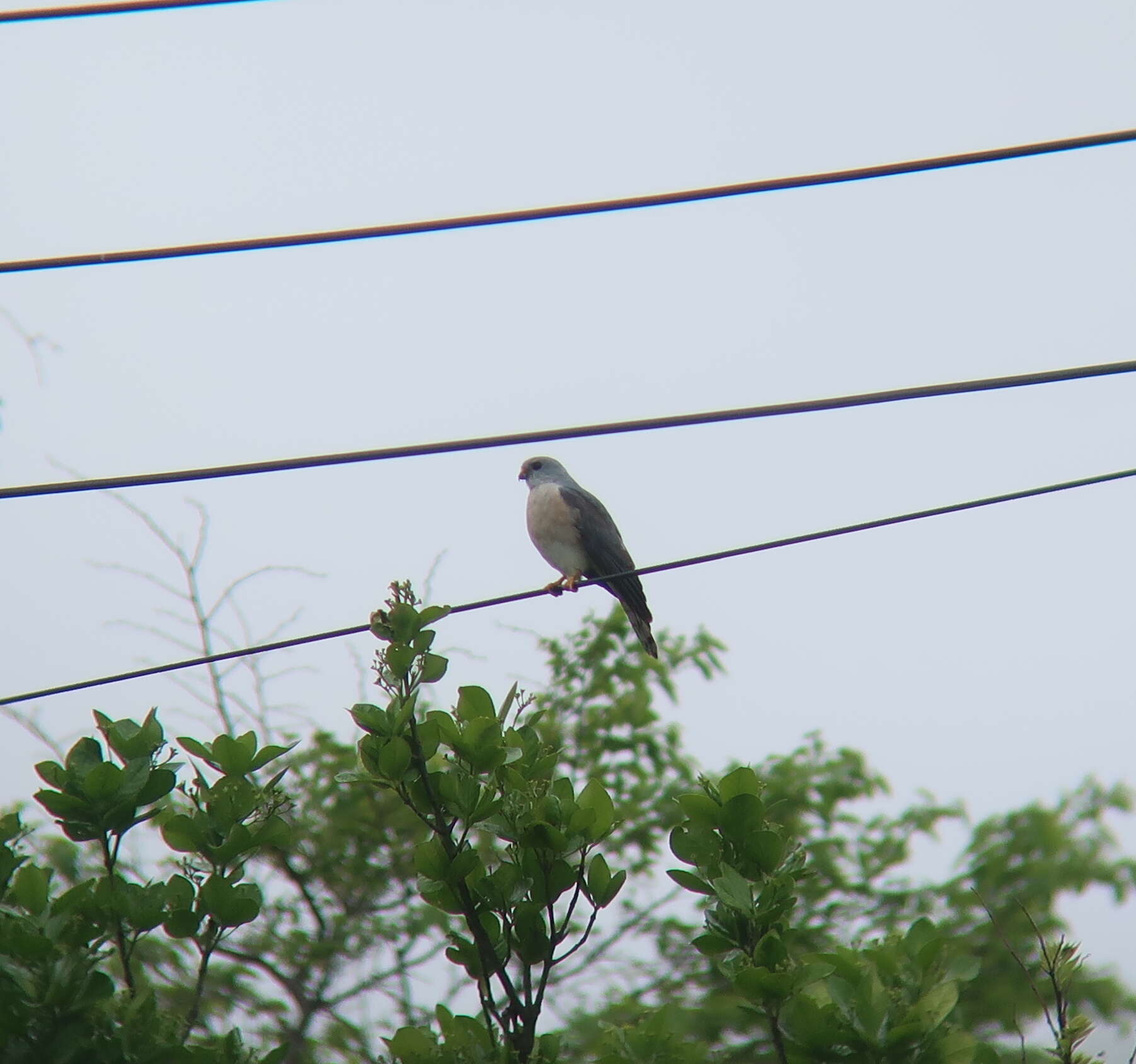 Image of Chinese Sparrowhawk