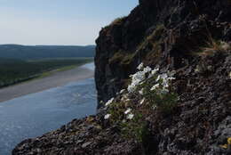 Image of Silene samojedorum (Sambuk) Oxelman