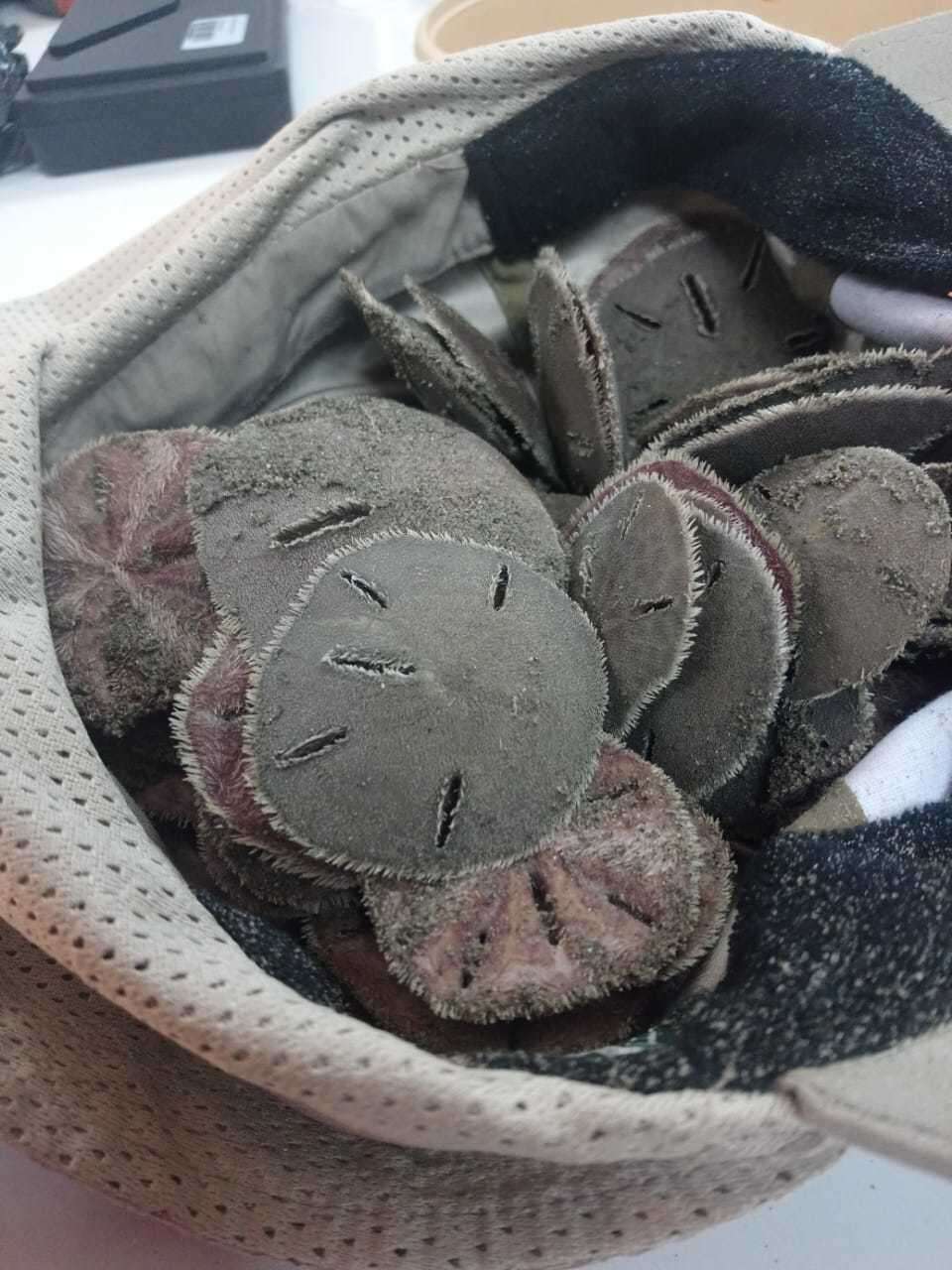 Image of Sand dollar