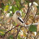 Image of Southern White-crested Helmetshrike