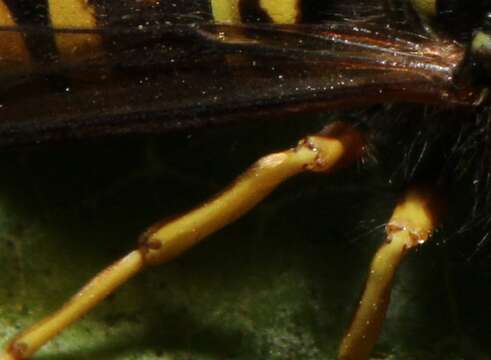 Image of Forest Yellowjacket