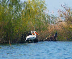 Image of Dalmatian Pelican