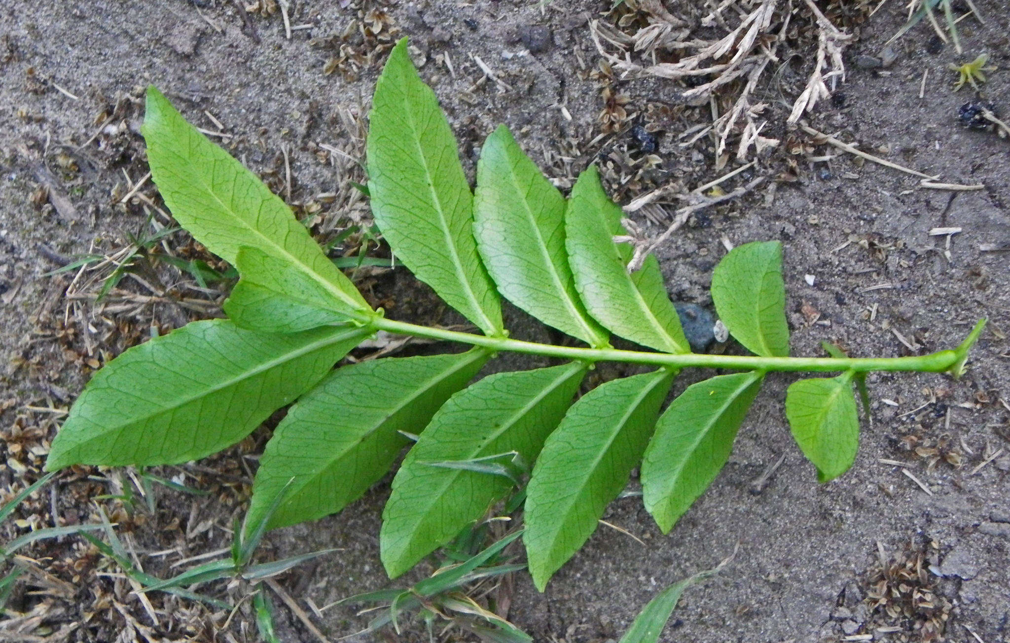 Image of Forest knobwood