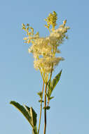 Image of Meadowsweet