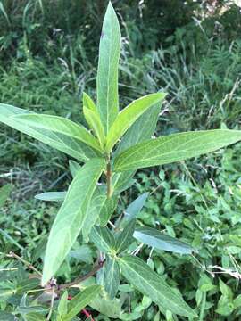 Sivun Asclepias incarnata subsp. incarnata kuva