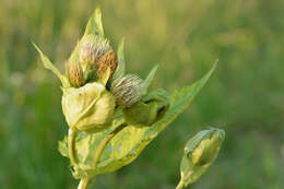 Image of Cabbage Thistle