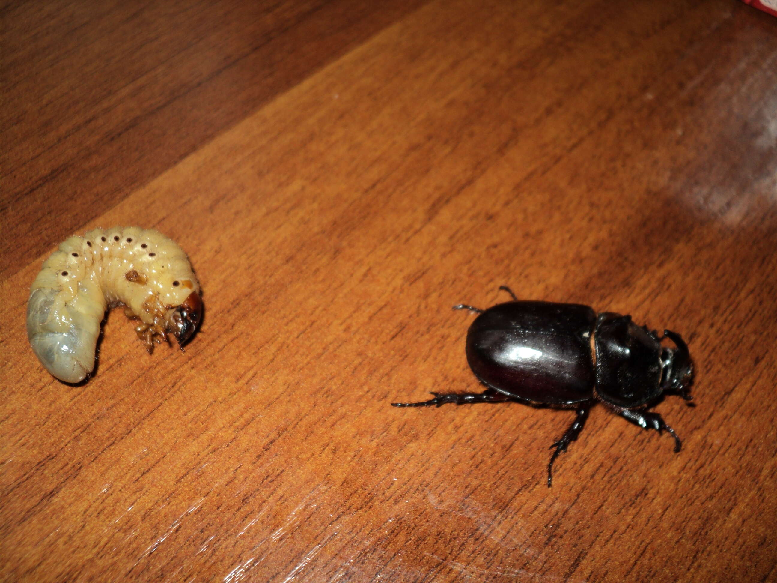 Image of European rhinoceros beetle