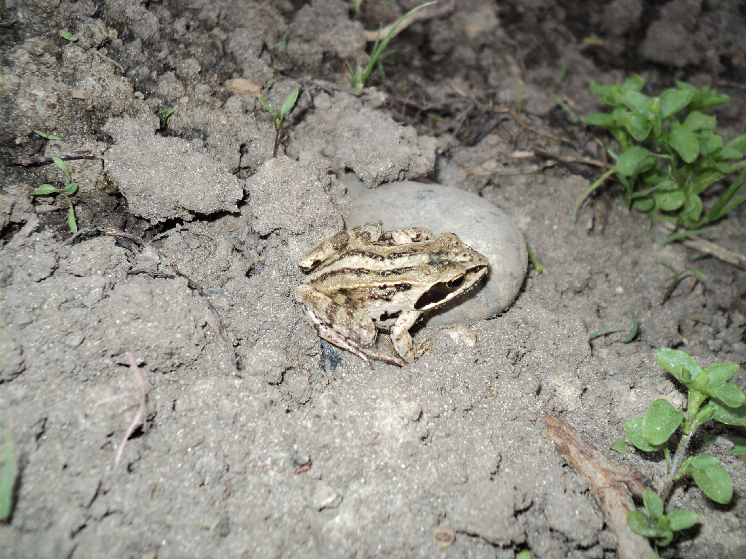 Image of Altai Brown Frog (Altai Mountains Populations)