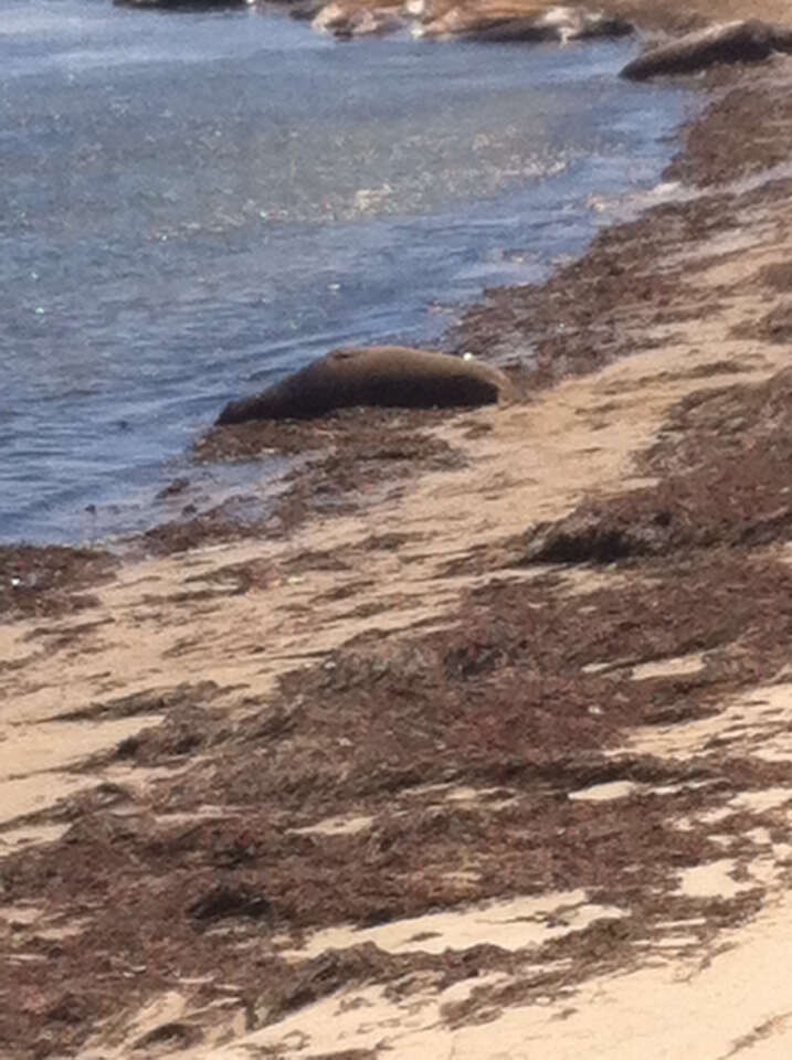 Image of elephant seal