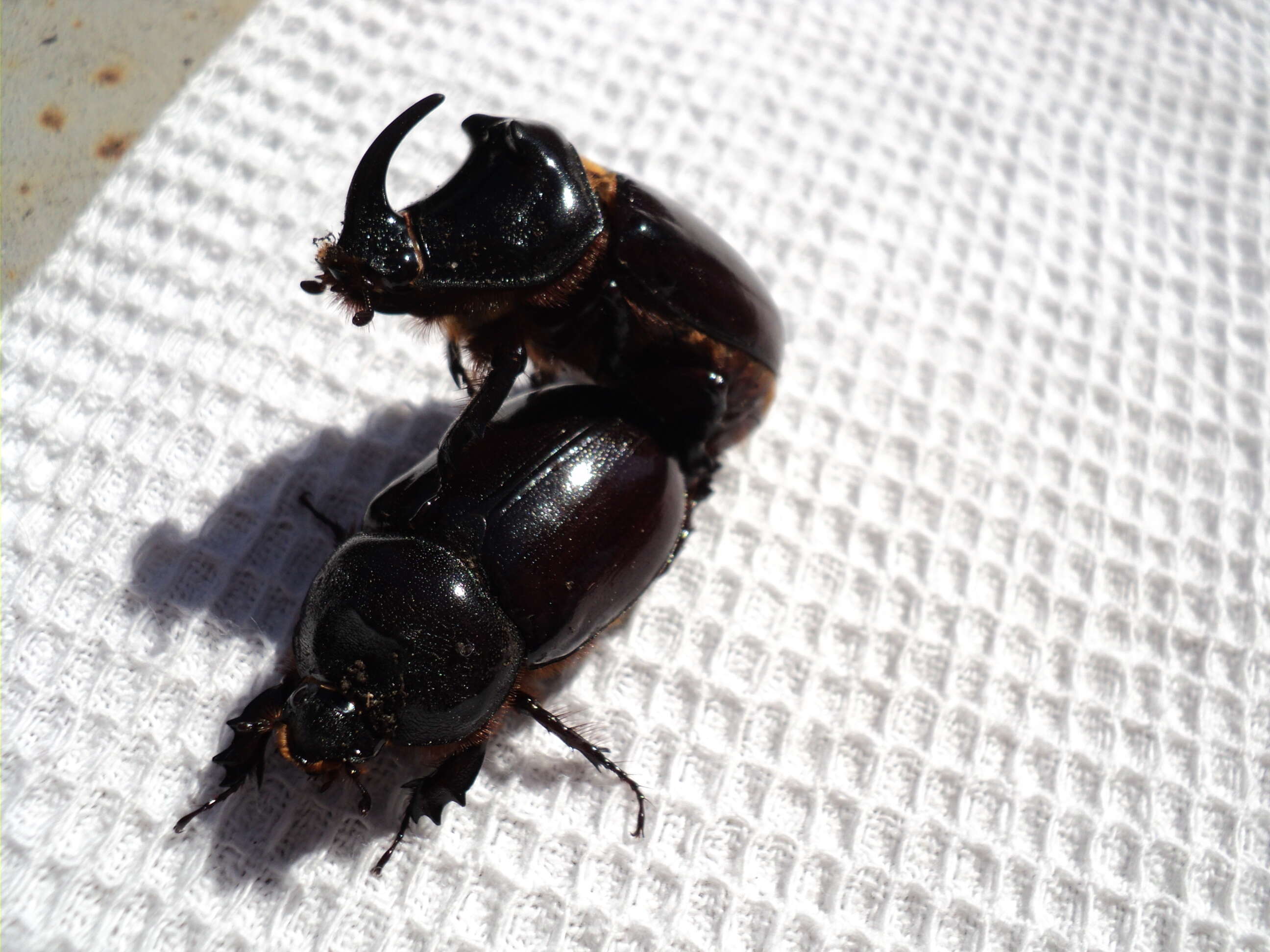 Image of European rhinoceros beetle