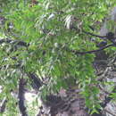 Image of Blue Kauri Pine