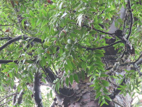 Image of Blue Kauri Pine