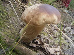 Imagem de Boletus reticulatus Schaeff. 1774