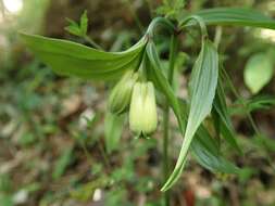 Image of Disporum sessile D. Don ex Schult. & Schult. fil.